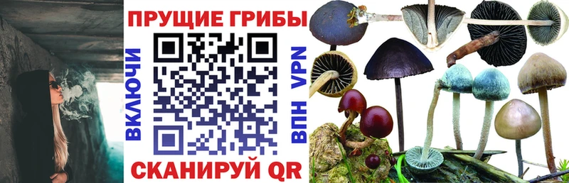 Галлюциногенные грибы GOLDEN TEACHER  маркетплейс наркотические препараты  Приморско-Ахтарск 